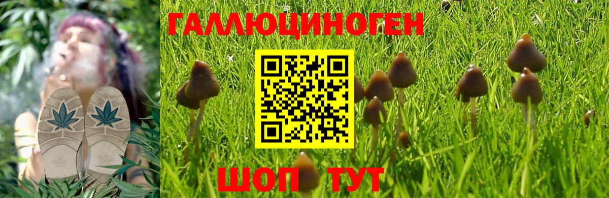 Псилоцибиновые грибы GOLDEN TEACHER  Набережные Челны 